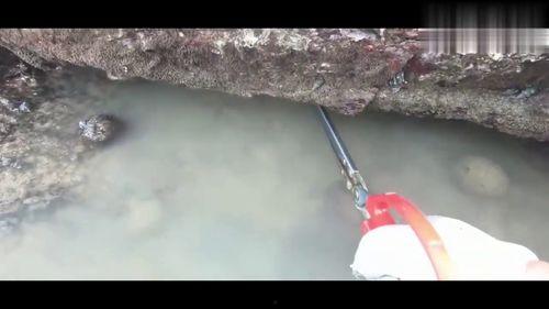 赶海爆料视频,揭秘海洋宝藏的神秘之旅