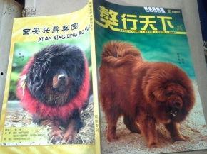 藏獒在线观看 第2张 藏獒在线观看 第2张