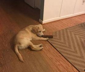 狗狗最新爆料,宠物界的最新动态与趣闻  第1张