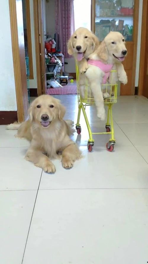 狗狗最新爆料,宠物界的最新动态与趣闻  第2张