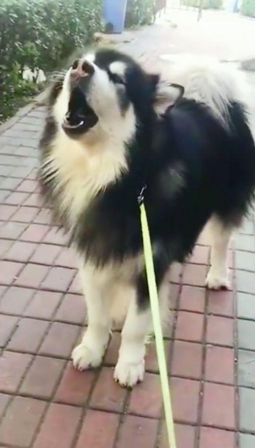 狗狗最新爆料,宠物界的最新动态与趣闻  第3张