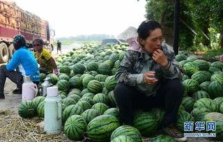 大城县吃瓜最新事件爆料,揭秘背后惊人真相  第2张