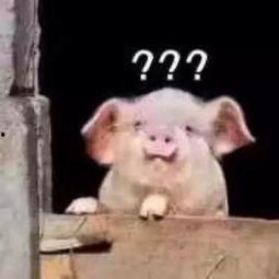 猪婆姐姐爆料新闻,娱乐圈最新劲爆新闻揭秘  第1张